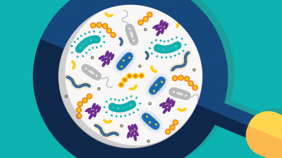 Микробиота — главный орган иммунитета